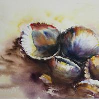 Coques en clair obscure