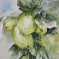 Groseilles à maquereaux